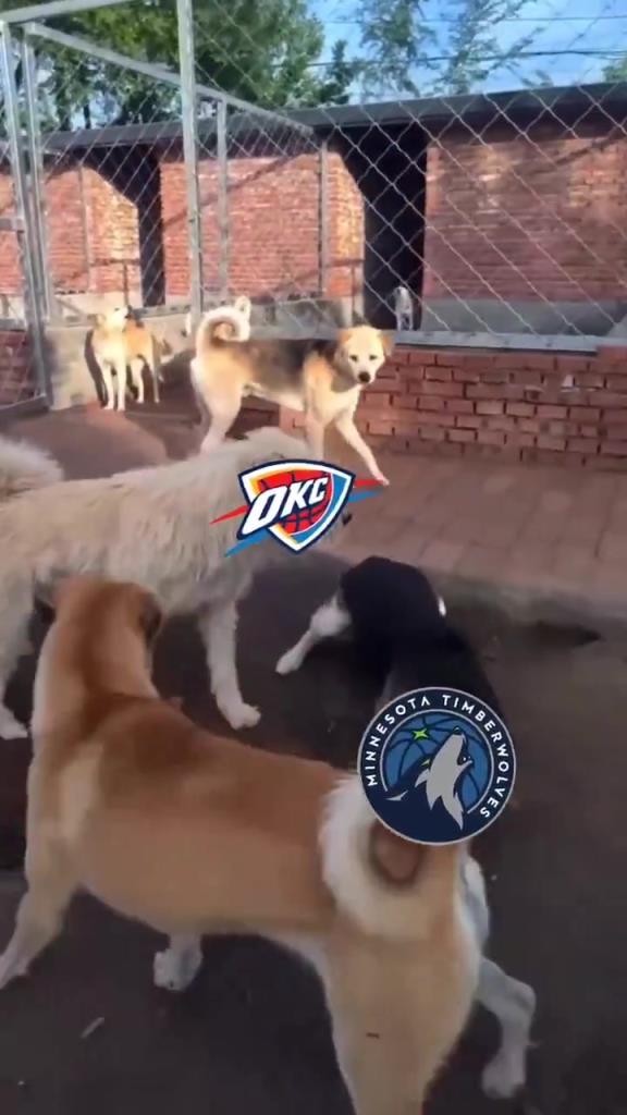 太有活了！美媒惡搞：狗王雷霆嚇退掘金灰熊，把森林狼按地上